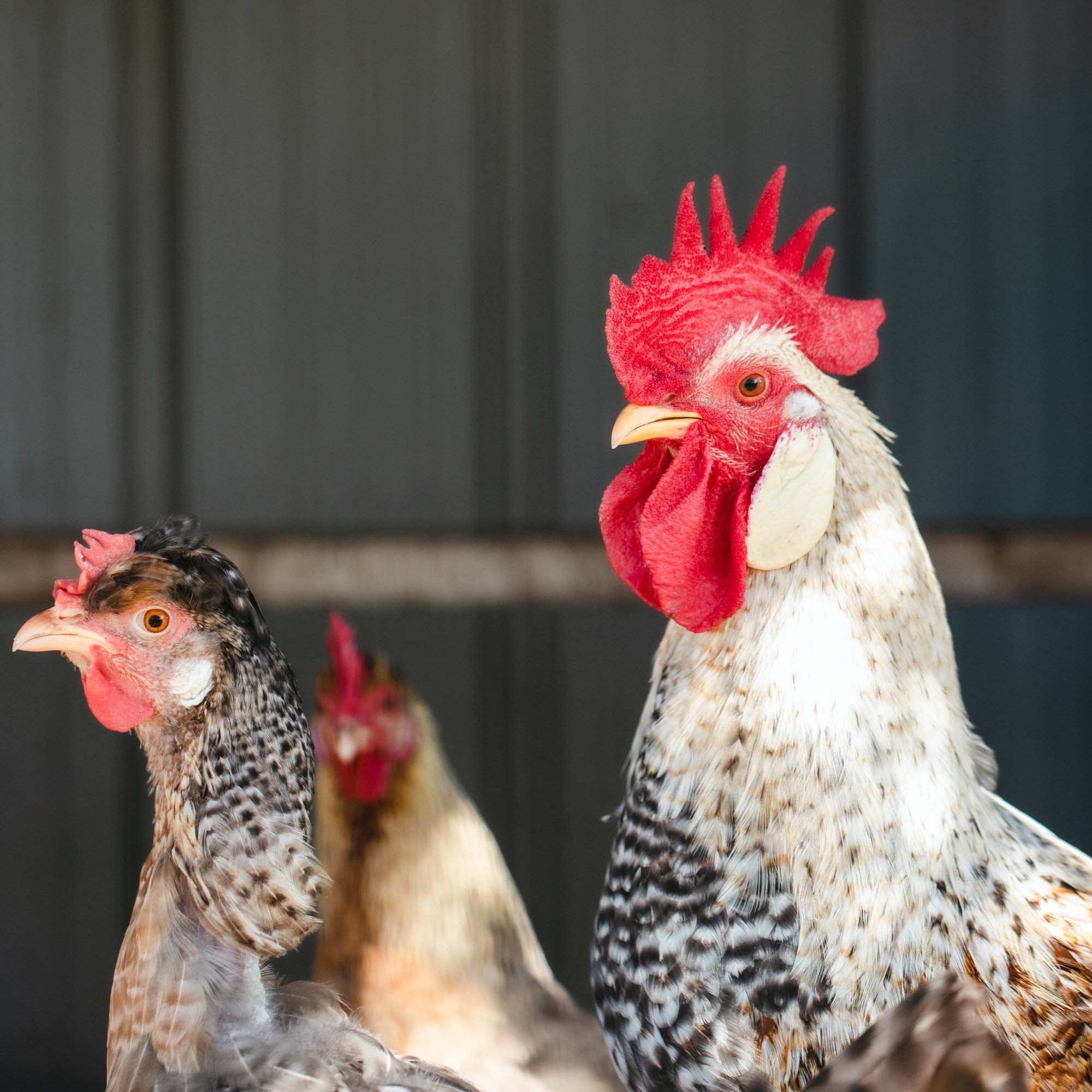 GVGChickens-KJ2023-5599