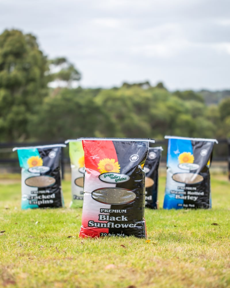 PREMIUM BLACK SUNFLOWER SEEDS