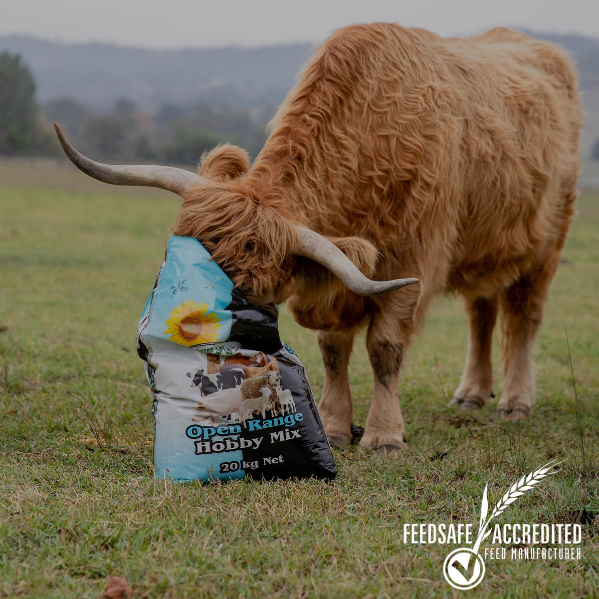 Feedsafe Accredited Cow 2