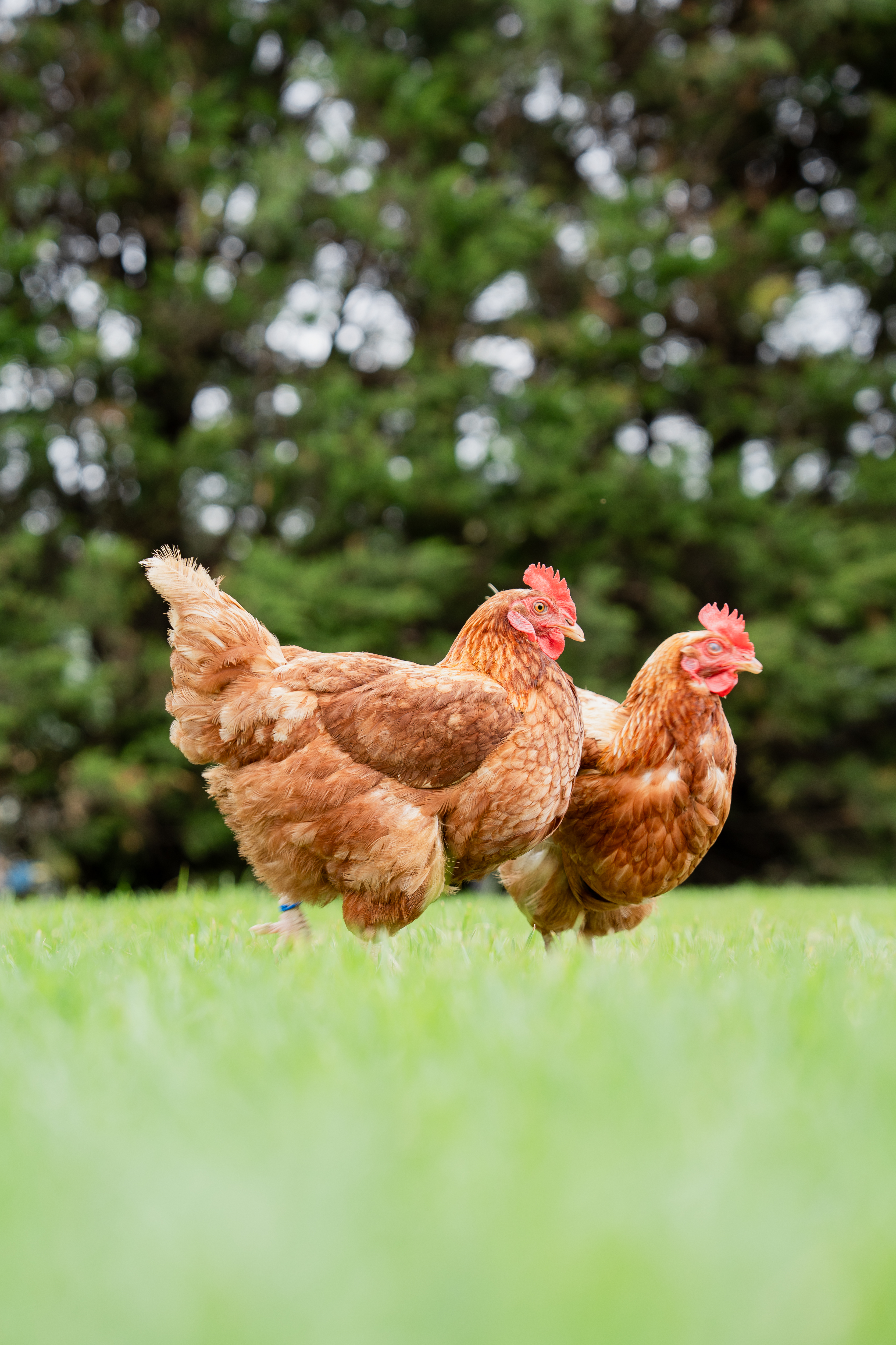 How to Soak and Sprout Grains for Chickens and Livestock