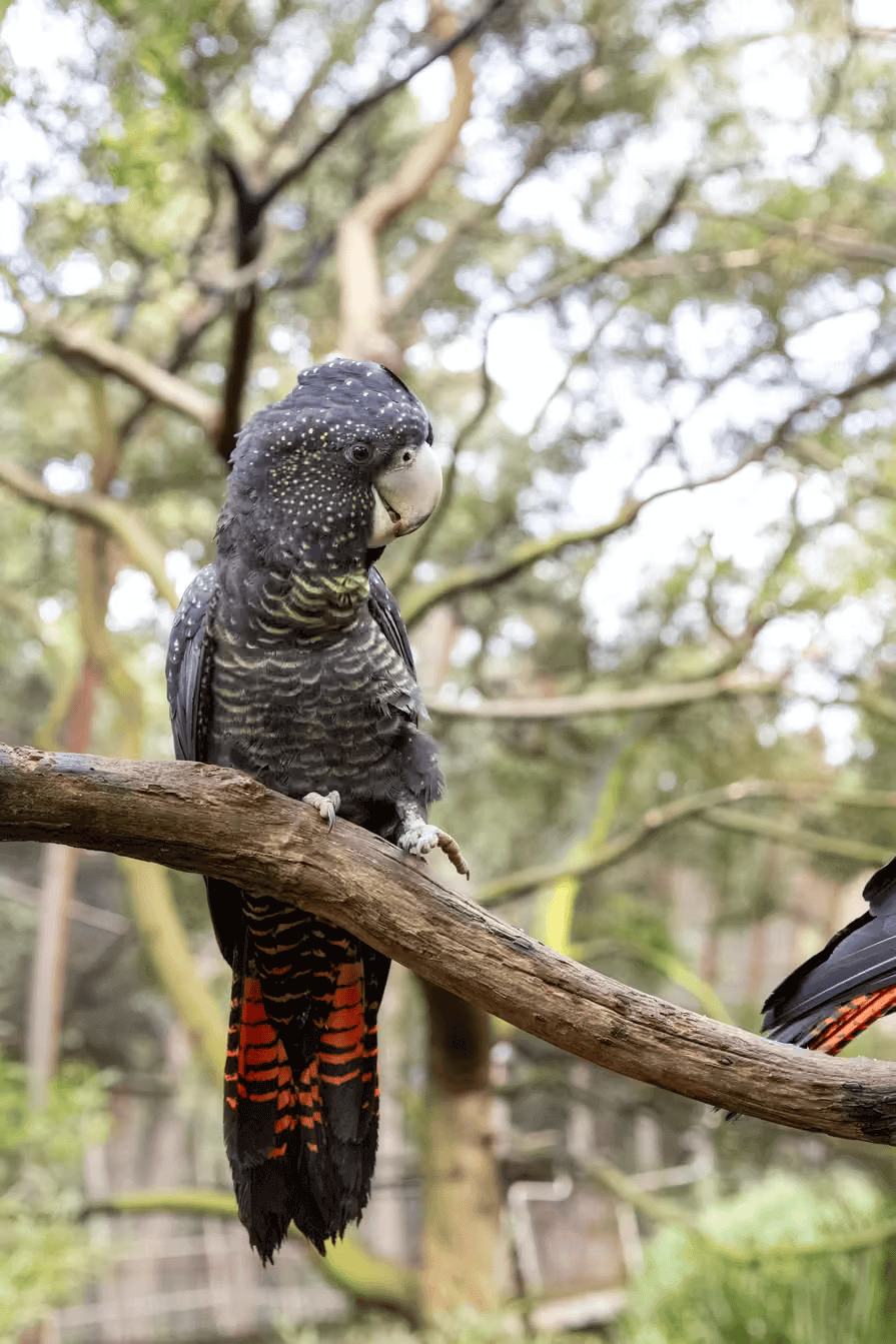 Zoo Vic Parrot 2