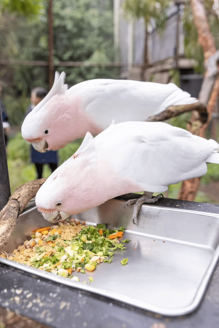 Zoo Vic Parrot 8
