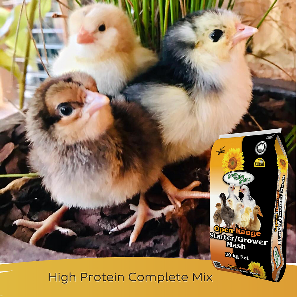 Raising & caring for your new chicks