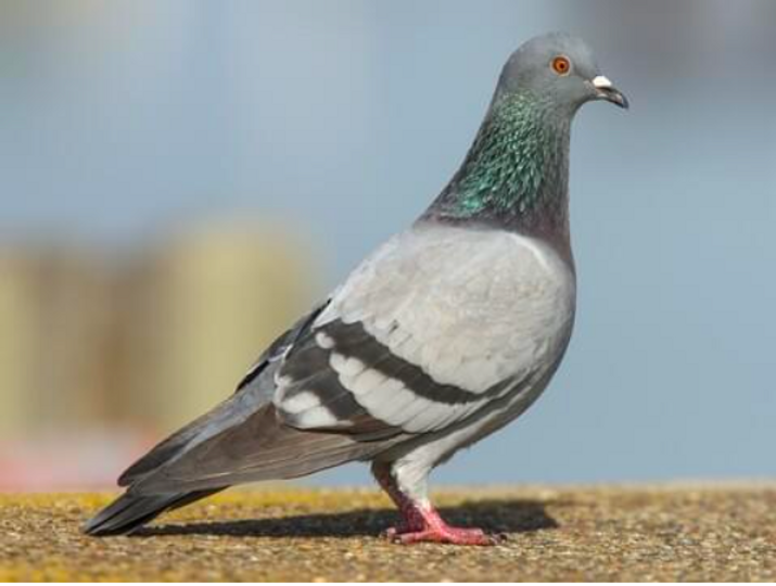 What's involved to keeping Pigeons as pets?