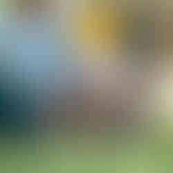 Chicken in coop with Green Valley Grains Premium Layer Mix 