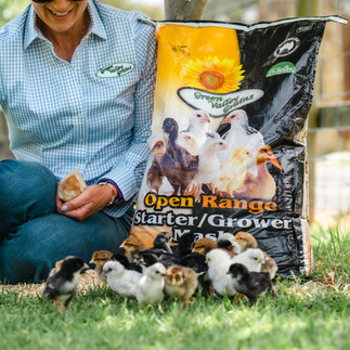 Chicken in coop with Green Valley Grains Premium Layer Mix 