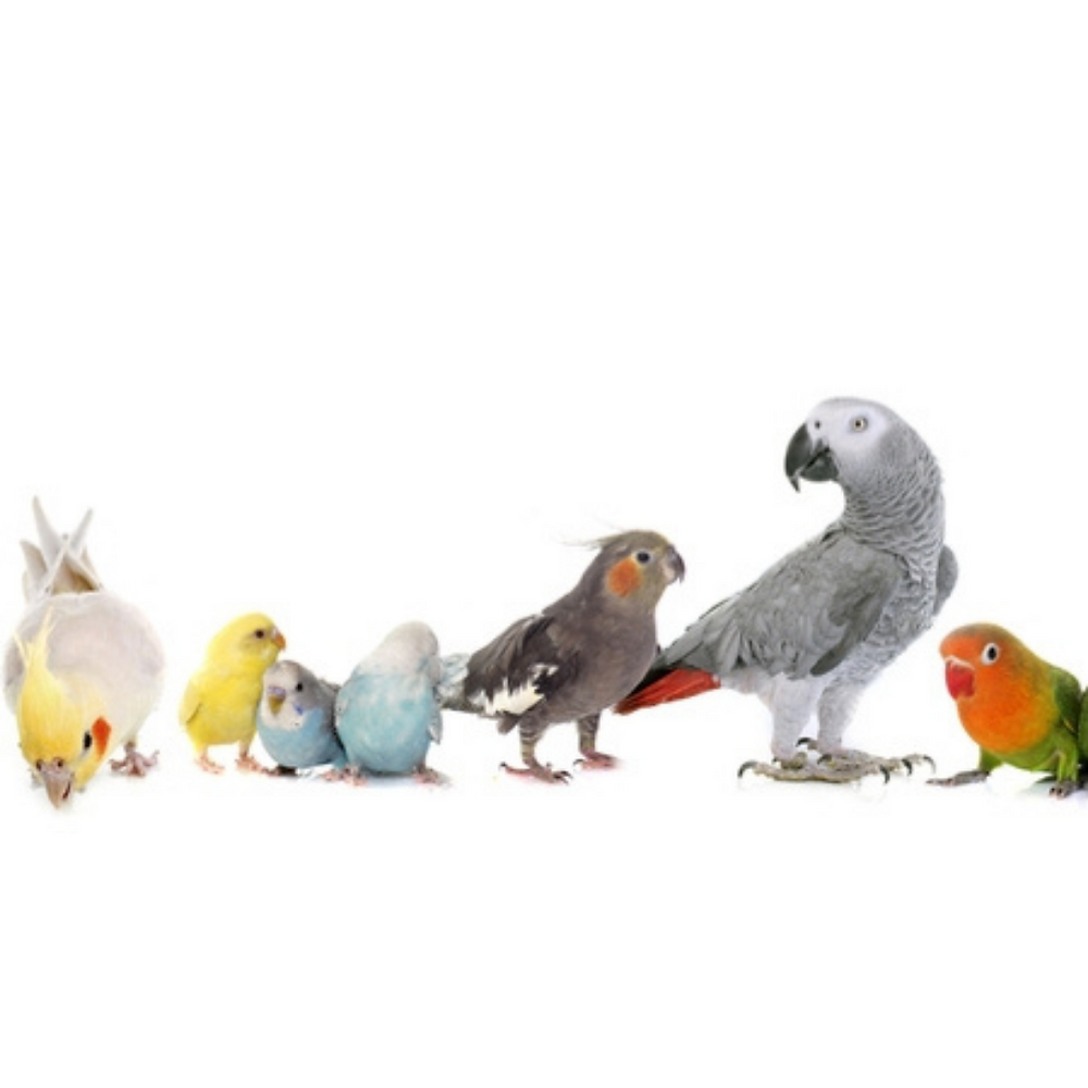 What foods are unsafe to feed your birds?