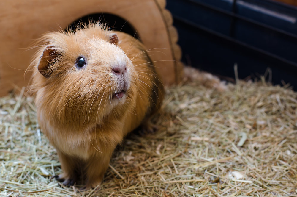 New to Rabbits and Guinea Pigs? … Here are some feeding tips to help you along the way..