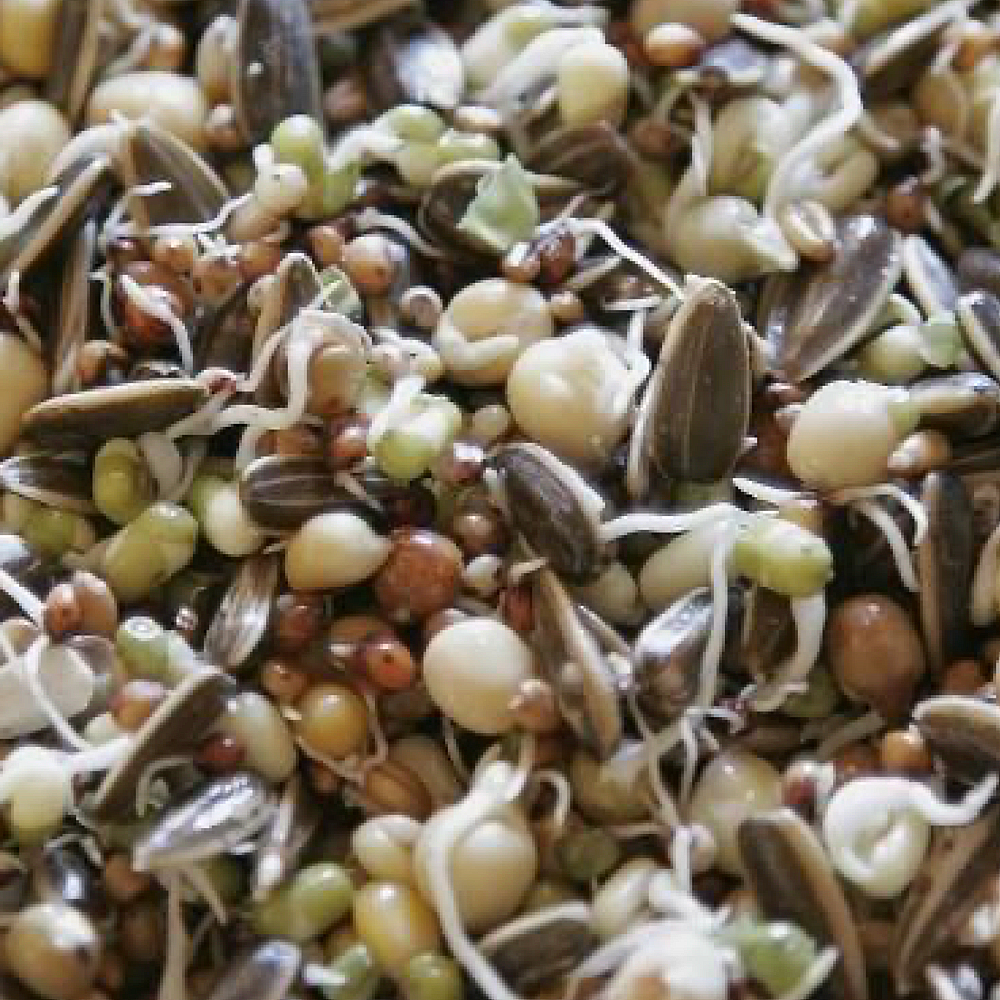 Delicious sprouted seeds