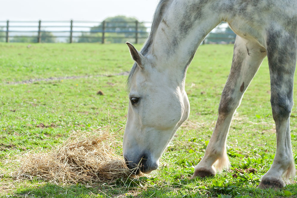 Feeding grains to horses Part 1: