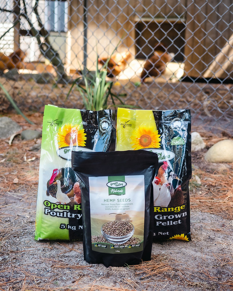 The benefits of feeding Hemp Seeds to your chickens, birds or small animals