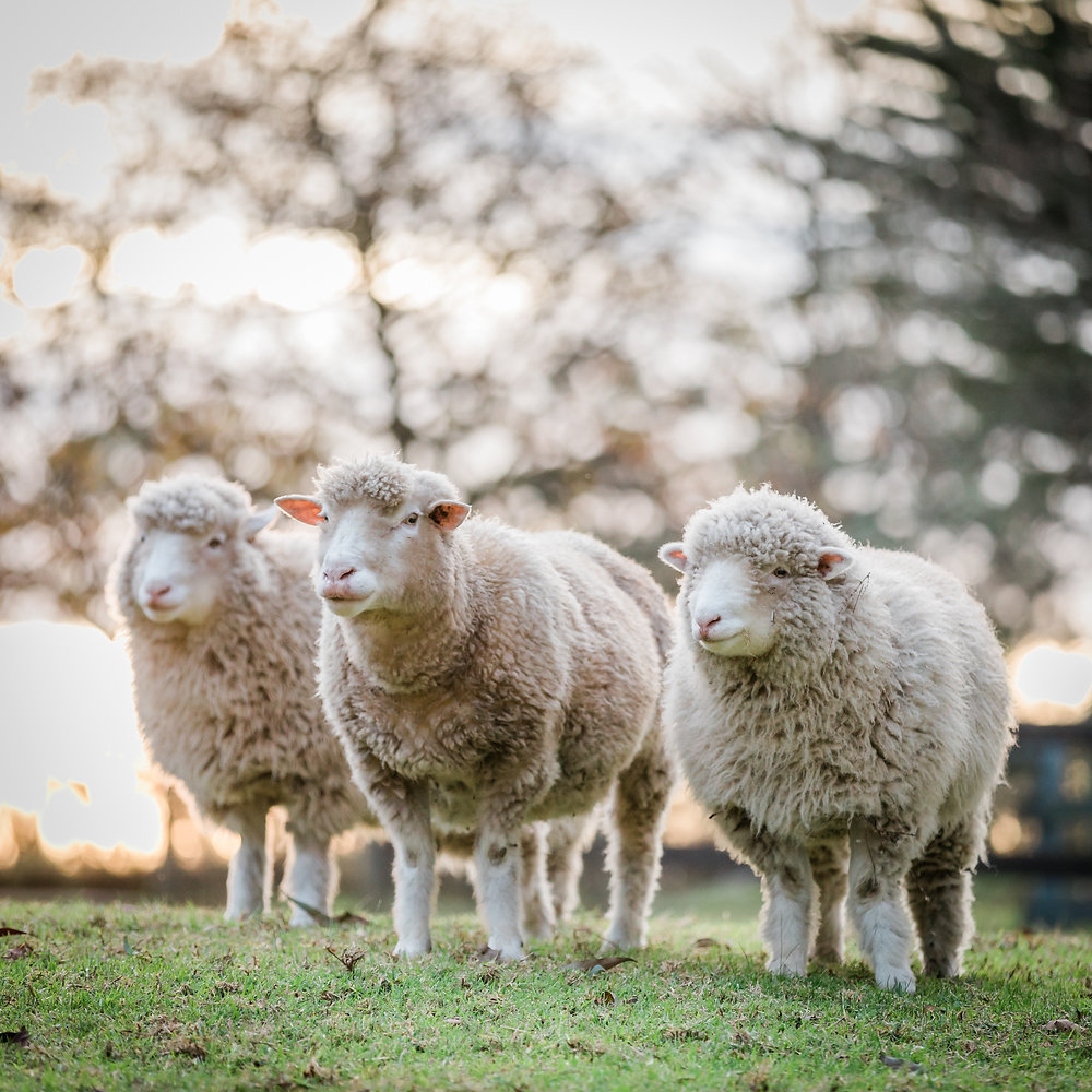 Australian study shows hemp’s promise as feed for sheep