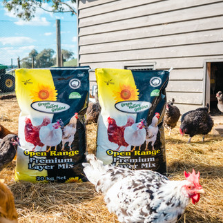 Chicken in coop with Green Valley Grains Premium Layer Mix 