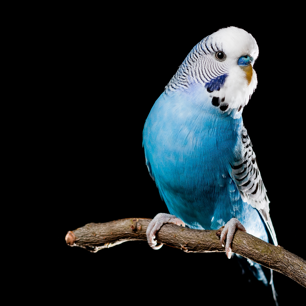 What you need to know about keeping pet birds