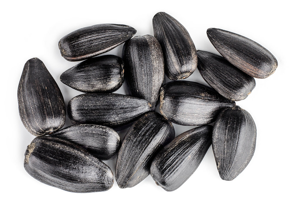 Feeding Grains to Horses Part 2 - SEEDS