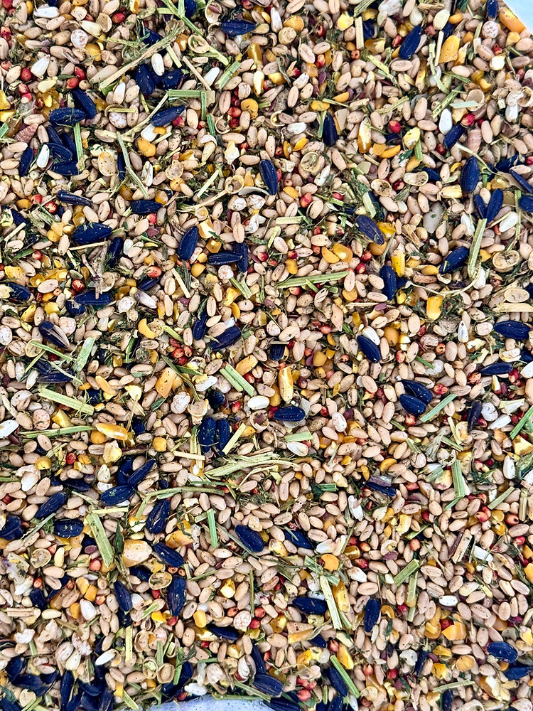 Summary of Research Paper: Effect of Feeding Garlic (Allium sativum) as Prebiotic on the Performance of Broiler Chicken