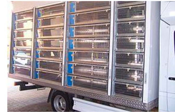 What's pigeon racing all about?