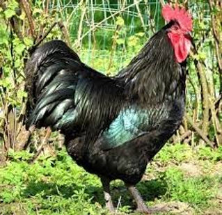 Owning Chickens in an Urban Setting