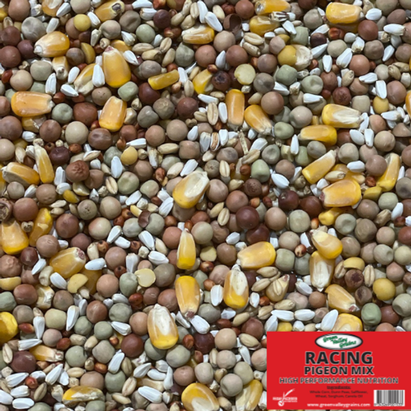 Feeding Racing Pigeons with Green Valley Grains