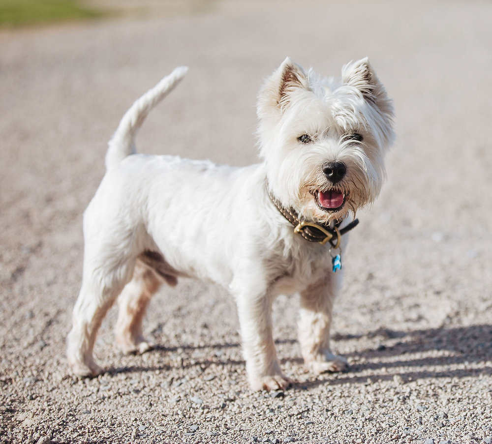 Hemp Seed Oil gets big tick from Marty the Westie