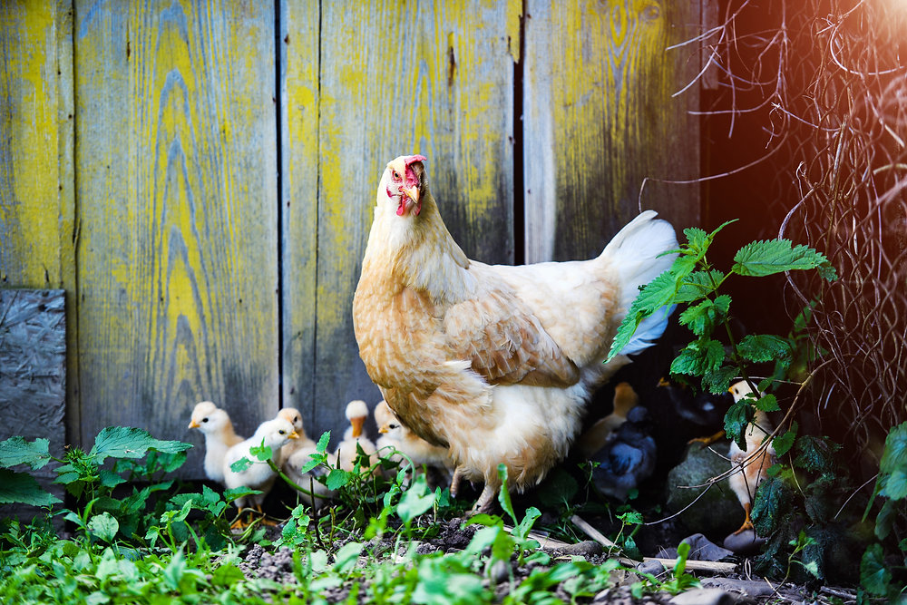 New to poultry??.. here's what you need to know about owning back yard chickens...
