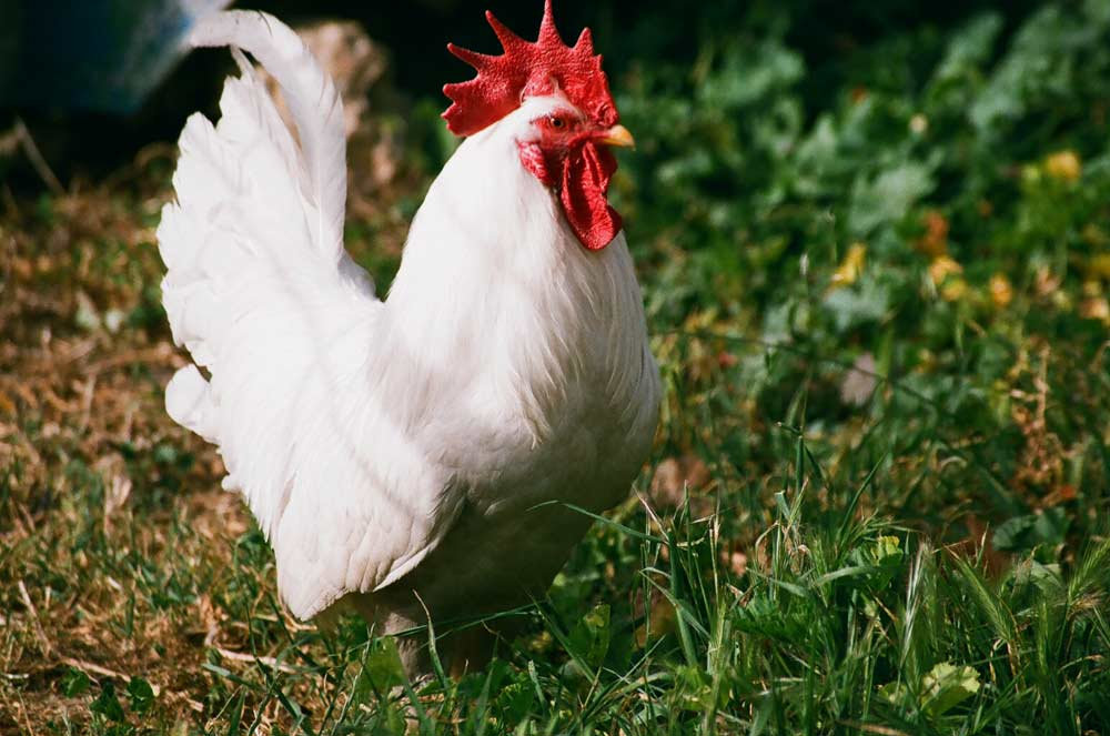 Tips for feeding your flock this winter