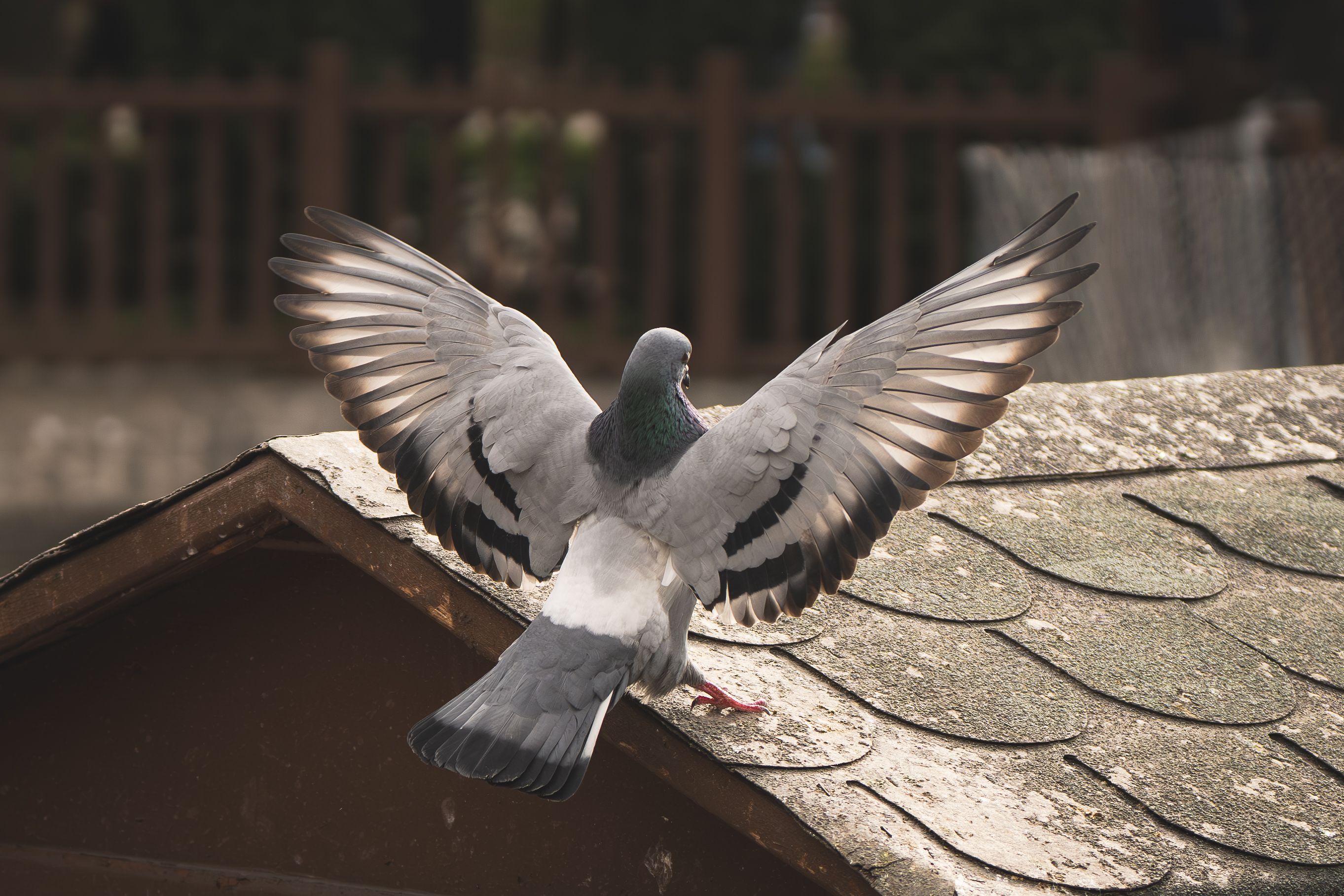 Racing Pigeon Nutrition: Feeding for Performance, Recovery and Long-Term Health